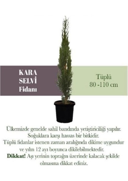 Kara Servi Fidanı Tüplü 140-180 Cm, Canlı ve Sağlıklı Bahçe Bitkisi fiyatları