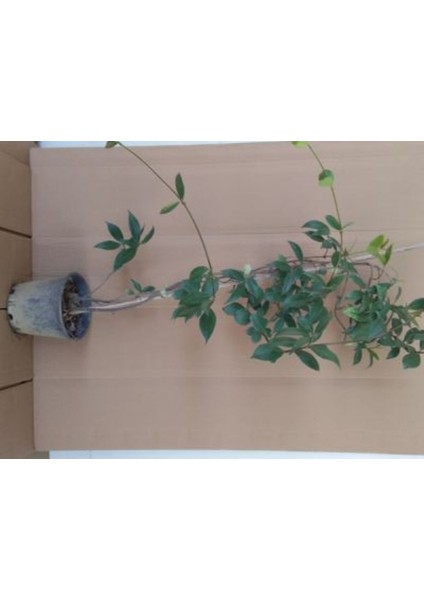 Iki Adet Arap Yasemini Fidanı, Bahçe Dekorasyonu ve Çiçek Keyfi Için Ideal