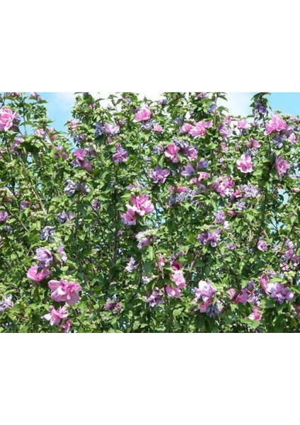 Beyaz Çiçekli Saksılı Ağaç Hatmi, 1 Metre Boyutunda, Bahçe ve Dekor Için Güzel Seçenek