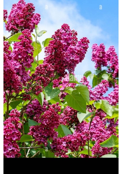 Pembe Leylak Çiçeği Fidanı, Saksılı, 80-160CM, Canlı ve Güzel Görünüm