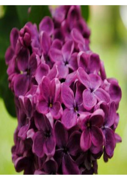 Pembe Leylak Çiçeği Fidanı, Saksılı, 80-160CM, Canlı ve Güzel Görünüm fiyatları