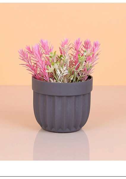 Çizgili Saksı Dikenli Çiçek ROYALEKS-5781