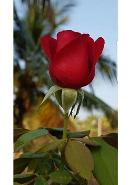 Kırmızı Yediveren Kokulu Gül Fidanı, Açık Kök, 1,5 Yaş, 3 Adet fiyatları