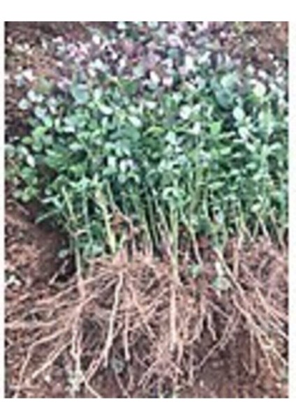 Kırmızı Yediveren Kokulu Gül Fidanı, Açık Kök, 1,5 Yaş, 3 Adet modelleri