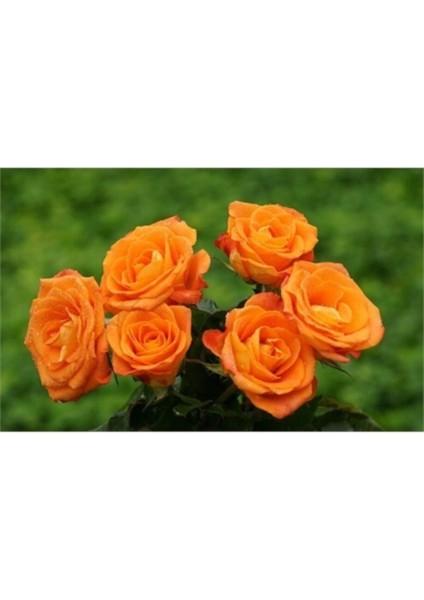 3 Adet Turuncu Gül Fidanı, Yediveren, Kokulu, Açık Kök, 1,5 Yaş