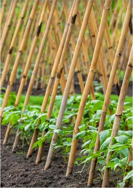 15 Adet Uzun Bitki Destekleri, 130-140 Cm, Sağlam ve Dayanıklı fiyatları