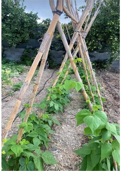 15 Adet Uzun Bitki Destekleri, 130-140 Cm, Sağlam ve Dayanıklı modelleri