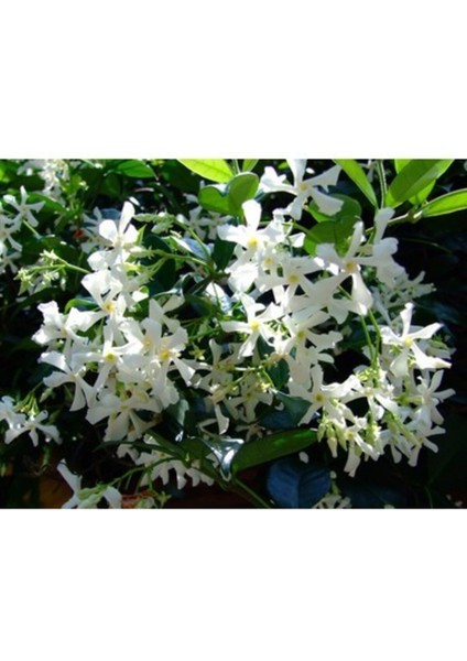 Iki Adet Arap Yasemini Fidanı, Bahçe Dekorasyonu ve Çiçek Keyfi Için Ideal fiyatları