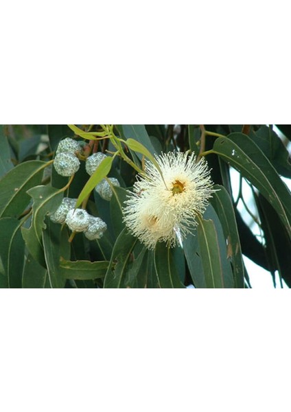 Hızlı Büyüyen Tüplü Okaliptus Ağacı Fidanı, Doğa Dostu ve Güçlü Büyüme