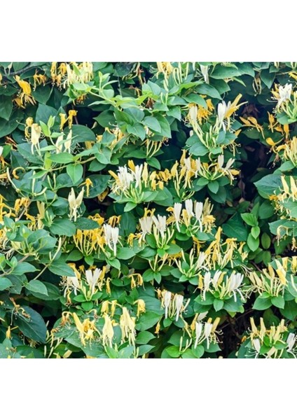 Iki Adet Yoğun Kokulu Hanımeli Tüplü Fidanı Seti