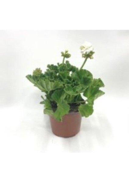 Koyu Kırmızı Sardunya Fidanı, 10-20 Cm, Canlı ve Şık Bahçe Süsü