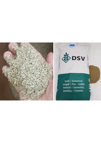 Yüksek Kaliteli 1 kg Ingiliz Çimi Tohumu, Sağlıklı ve Dönemsel Kullanım