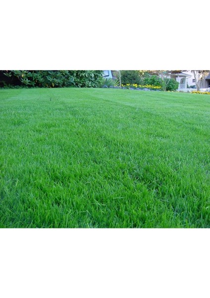 Yüksek Kaliteli 1 kg Ingiliz Çimi Tohumu, Sağlıklı ve Dönemsel Kullanım fiyatları