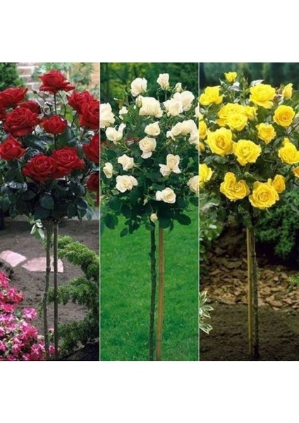3 Adet Renkli Gül Fidanı, Açık Kök, 1,5 Yaş, Kırmızı Beyaz Sarı