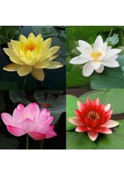 10 Adet Renkli Lotus ve Nilüfer Çiçeği Tohumu Sürpriz Paket