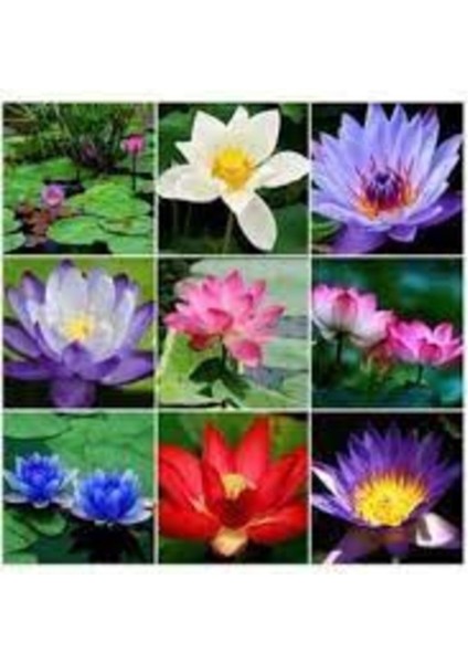 10 Adet Renkli Lotus ve Nilüfer Çiçeği Tohumu Sürpriz Paket fiyatları