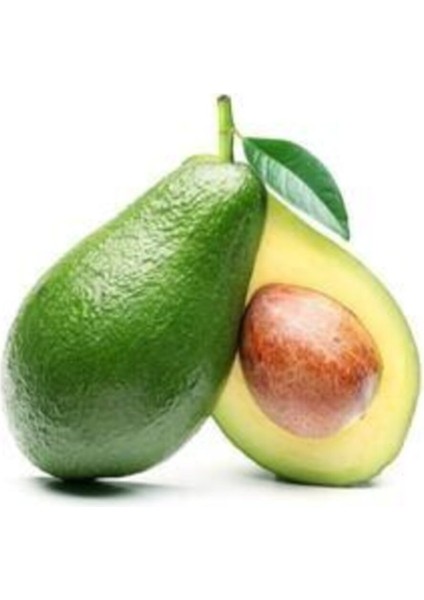 Aşılı Fuerte Avokado Tüplü, 2 Yaş, 60-90CM, Tazelik ve Kalite Sembolü