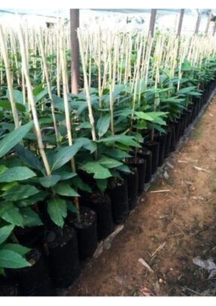 Aşılı Fuerte Avokado Tüplü, 2 Yaş, 60-90CM, Tazelik ve Kalite Sembolü fiyatları