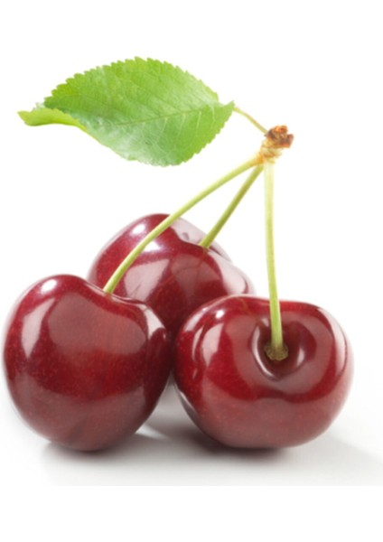 Iri Meyveli Napolyon Kiraz Fidanı, Sağlıklı ve Güçlü Büyüyen Dikim Için