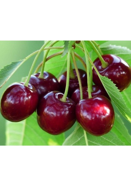 Iri Meyveli Napolyon Kiraz Fidanı, Sağlıklı ve Güçlü Büyüyen Dikim Için fiyatları