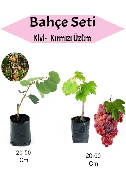 2'li Set Kivi ve Kırmızı Üzüm Fidanı, Sağlıklı ve Verimli Meyve Fırsatı