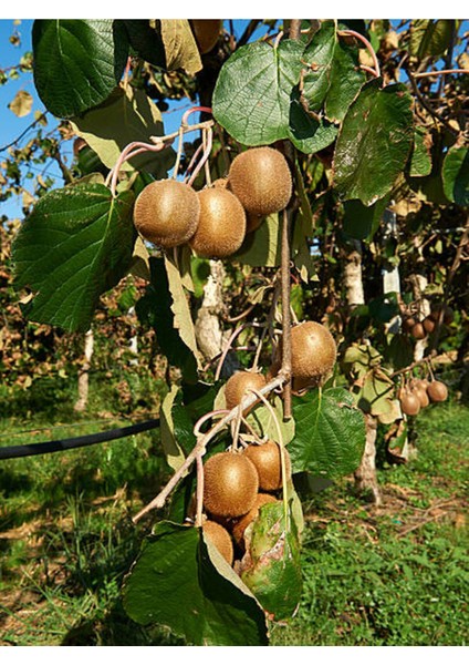 2'li Set Kivi ve Kırmızı Üzüm Fidanı, Sağlıklı ve Verimli Meyve Fırsatı fiyatları