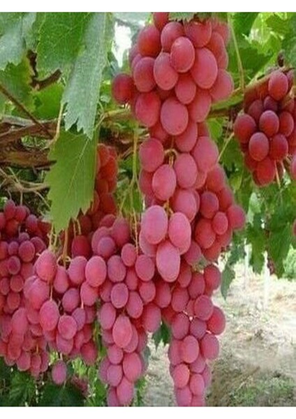 2'li Set Kivi ve Kırmızı Üzüm Fidanı, Sağlıklı ve Verimli Meyve Fırsatı fırsatları