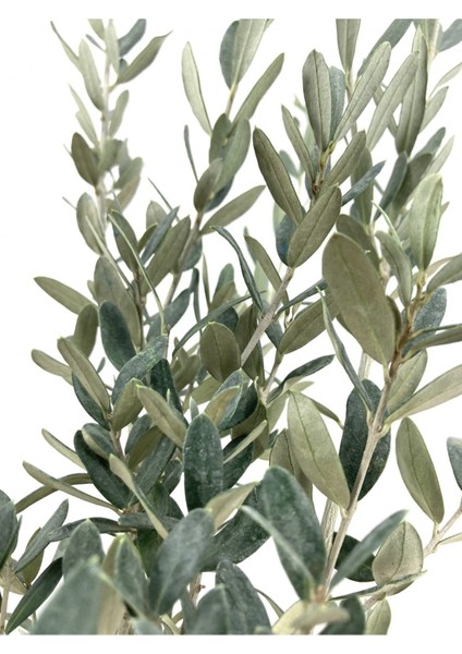 2 Yaş Zeytin Fidanı, 70-80 Cm, Verimli ve Sağlıklı Büyüme Ortamı Için Ideal modelleri