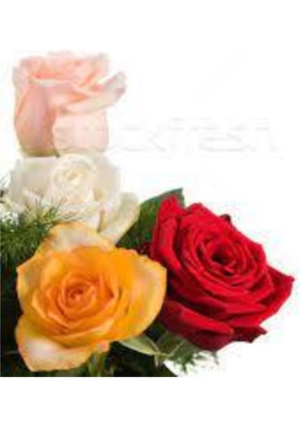 3 Adet Kırmızı Beyaz Turuncu Kokulu Yediveren Gül Fidanı Açık Kök 1.5 Yaş