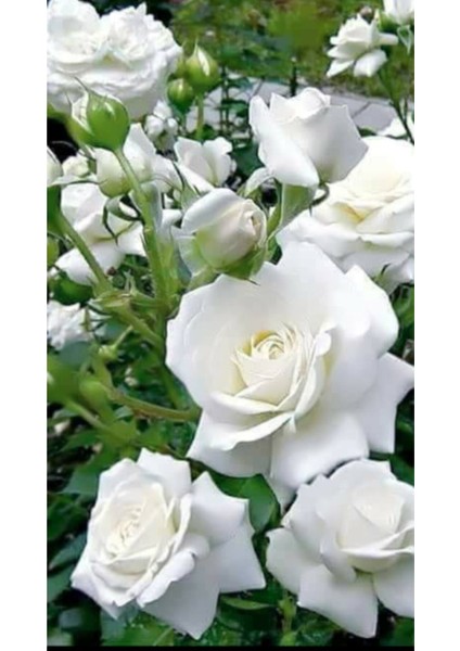 3 Adet Kırmızı Beyaz Turuncu Kokulu Yediveren Gül Fidanı Açık Kök 1.5 Yaş fiyatları