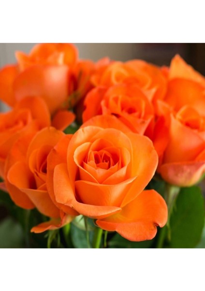 3 Adet Kırmızı Beyaz Turuncu Kokulu Yediveren Gül Fidanı Açık Kök 1.5 Yaş fırsatları