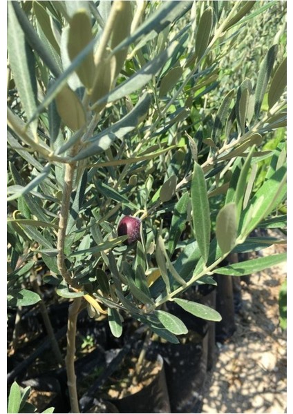 Tüplü 1 Yaş 2 Adet Gemlik Zeytin Kırmalık, Lezzetli ve Taze Atıştırmalık Seçeneği