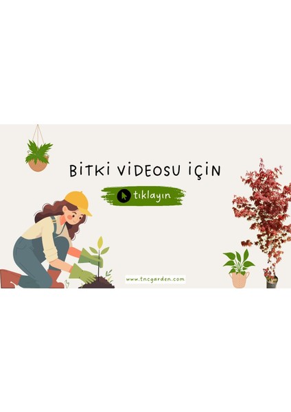 Yaban Mersini Likapa Fidanı, Doğal ve Sağlıklı Bitki Yetiştirme Seçeneği