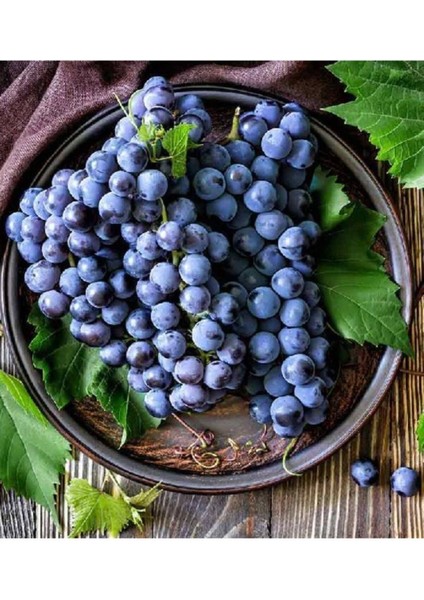 Üç Adet Alphonse Lavalle Üzüm Fidanı, Tüplü, 1 Yaş, Sağlıklı ve Verimli Tarla Bitkisi