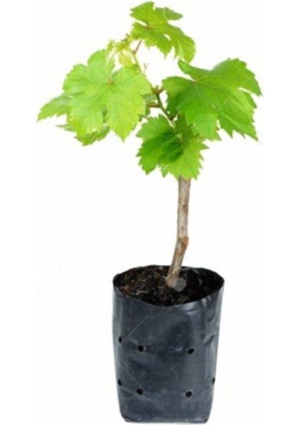 Üç Adet Alphonse Lavalle Üzüm Fidanı, Tüplü, 1 Yaş, Sağlıklı ve Verimli Tarla Bitkisi fiyatları