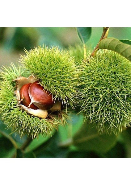 Tüplü Kestane Fidanı, Sağlıklı ve Güçlü Ağaçlar Için Ideal Seçim fiyatları