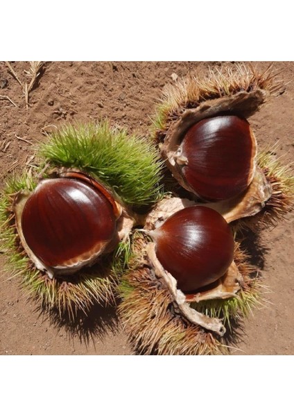 Tüplü Kestane Fidanı, Sağlıklı ve Güçlü Ağaçlar Için Ideal Seçim modelleri