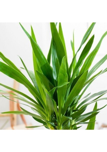 Saksıda Sağlıklı Yuka (Yucca) Palmiyesi, Ev ve Ofis Dekoru Için Harika Seçenek