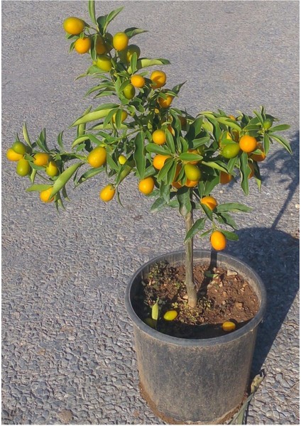 3.5 Yaş Kamkat Fidanı Saksıda, Bol Verimli ve Sağlıklı Yetişmiş