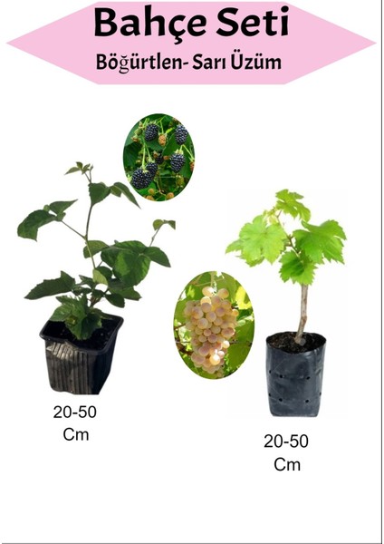 2'li Set Böğürtlen ve Sarı Çekirdeksiz Üzüm Fidanı, Sağlıklı ve Verimli Tercih