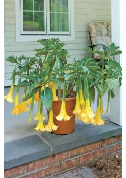 Büyük Boy Sarı Renkli Melek Figürlü Borozan Fidanı