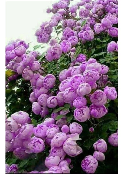 3 Adet Lila Gül Sarmaşığı Saksıda, Bahçe ve Iç Mekan Dekoru Için Ideal