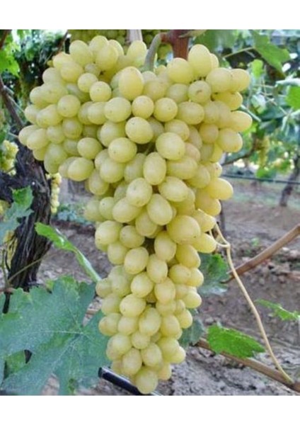 3 Adet K.7 Üzüm Fidanı Açık Kök ve Garantili Set