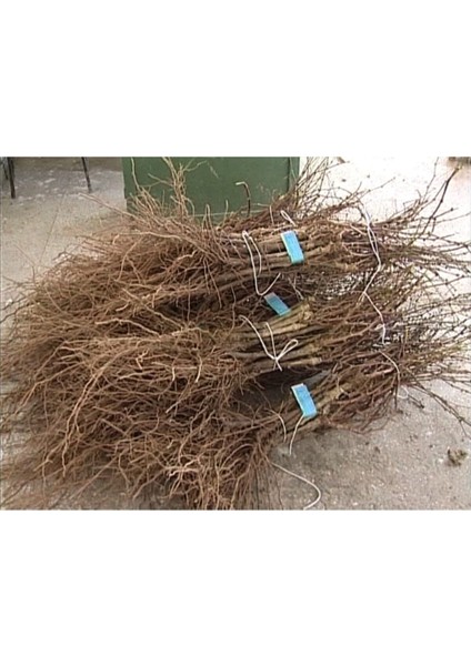 3 Adet K.7 Üzüm Fidanı Açık Kök ve Garantili Set fiyatları