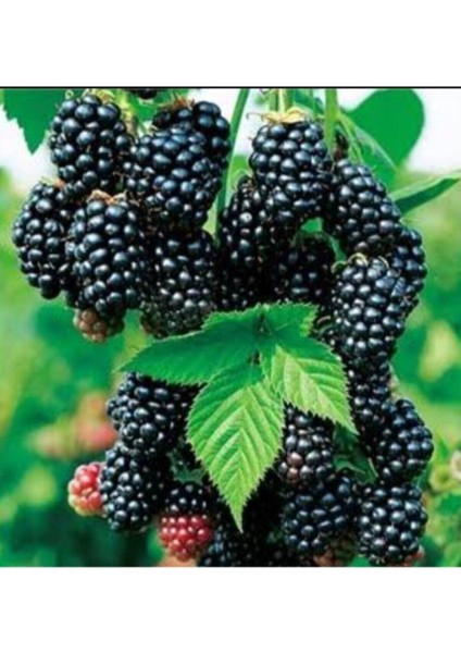 Dikensiz Yediveren Böğürtlen Fidanı, Açık Köklü, Sağlıklı ve Güçlü Bitki