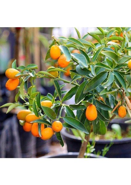 Kamkat Fidanı, 80-100 Cm, Sağlıklı ve Güçlü Bitki Seçeneği