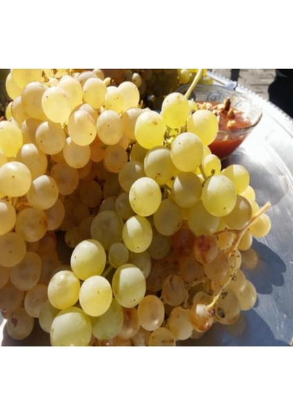 Yalova Incisi Üzüm Fidanı, 2 Adet, Tüplü, 1,5 Yaş