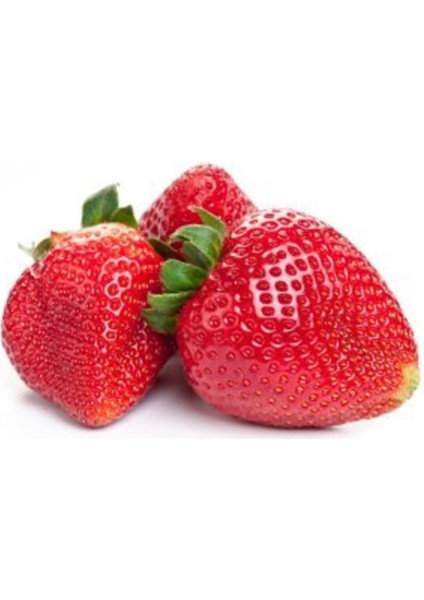 60 Adet San Andreas Çilek Fidesi Açık Kök, Taze, Frigo ve Söküm, Garantilidir