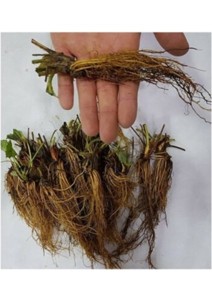 60 Adet San Andreas Çilek Fidesi Açık Kök, Taze, Frigo ve Söküm, Garantilidir fiyatları