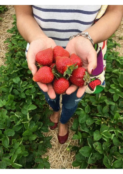Verimli 66 Adet Çilek Fidesi, Kokulu, 1 Inç Açık Köktür